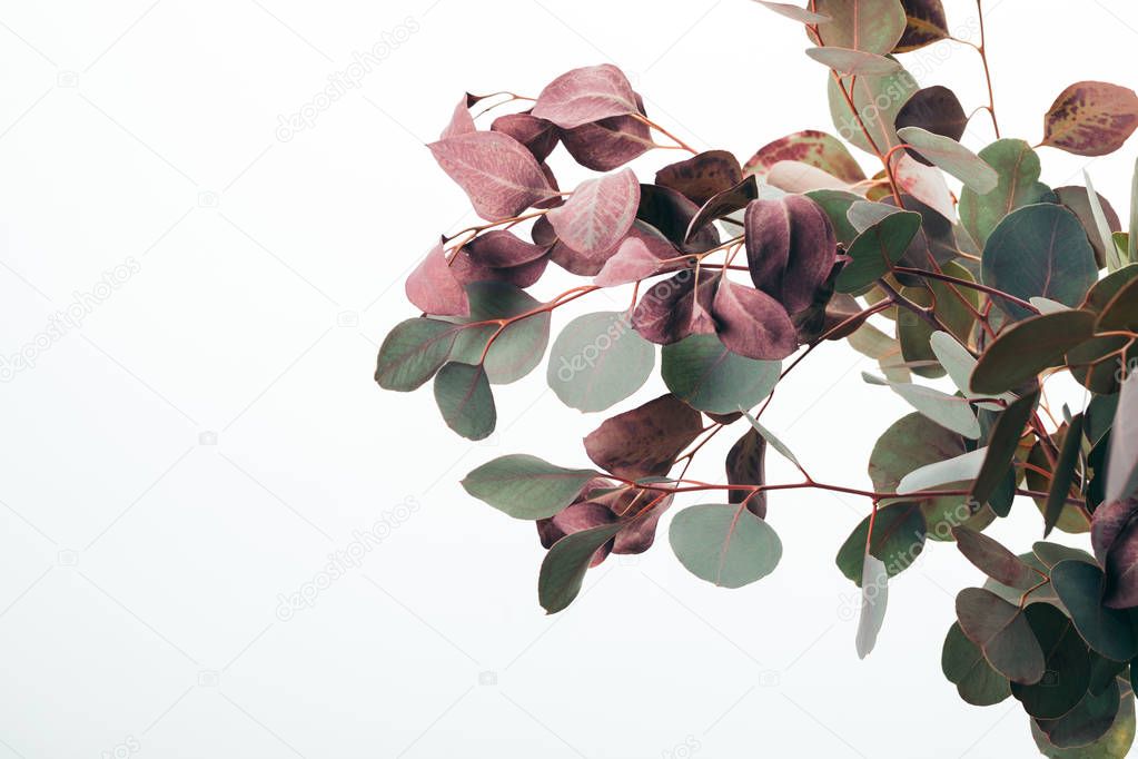 close up of green eucalyptus leaves isolated on white