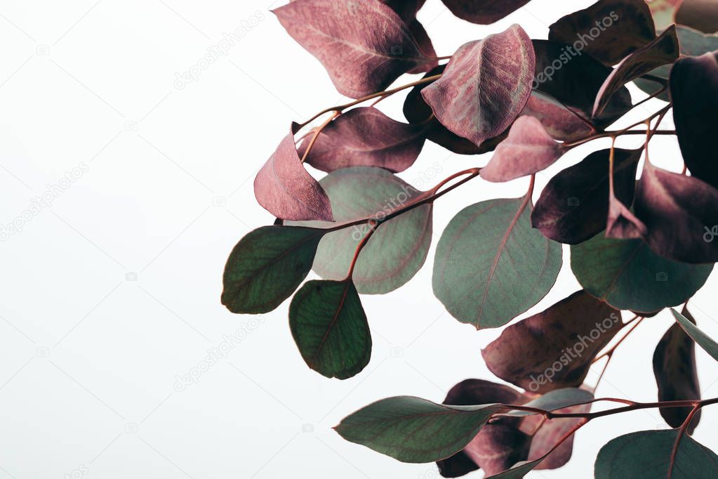 close up of dry green eucalyptus branches isolated on white