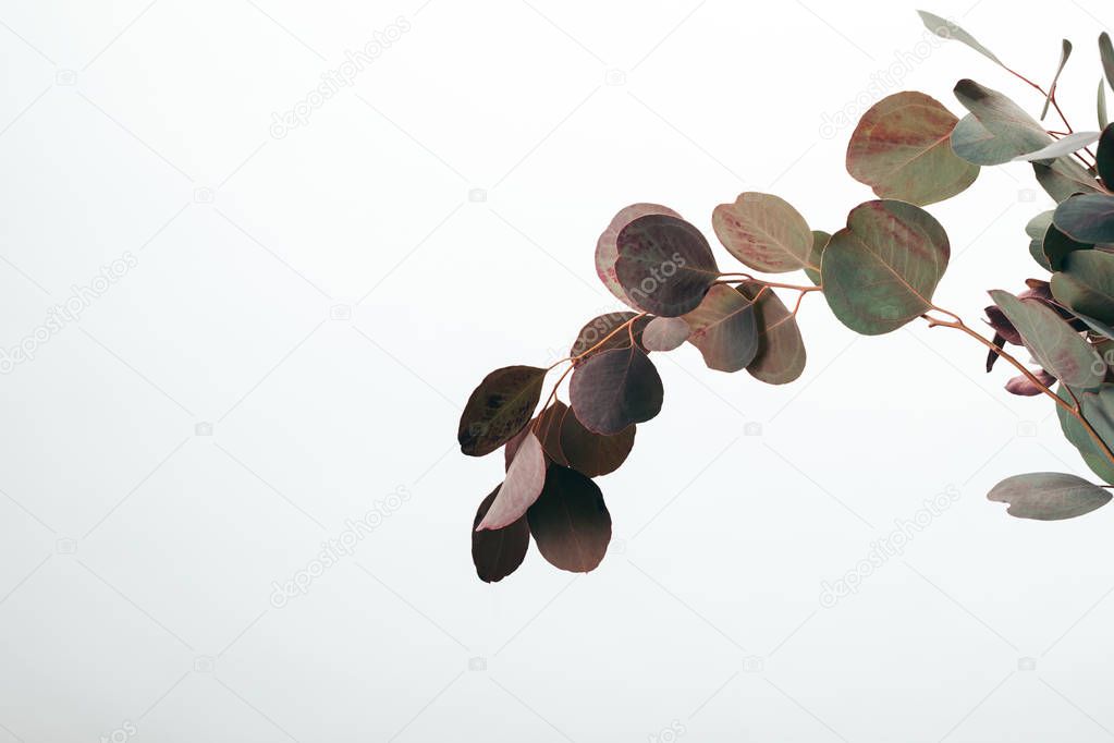 decorative green eucalyptus branches isolated on white