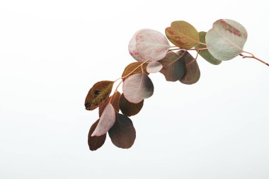 close up of eucalyptus branch with leaves isolated on white clipart