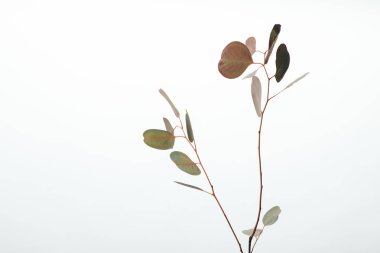 green decorative eucalyptus branches isolated on white clipart