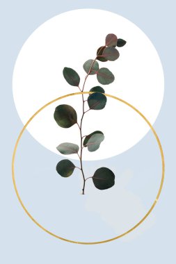 Okaliptüs ve altın daire açık mavi izole ile çiçek geometrik tasarım