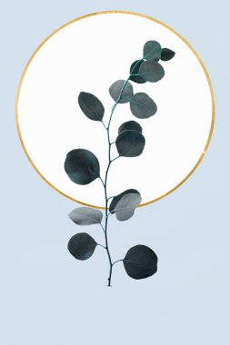 Okaliptüs dalı ve açık mavi izole altın daire ile çiçek geometrik tasarım