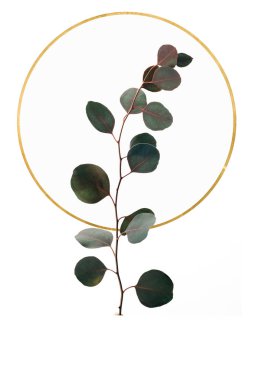 Floral design with eucalyptus and golden circle isolated on white clipart