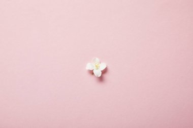 pembe bir yasemin çiçek üst görünümü 