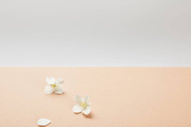 few white jasmine flowers on beige  clipart