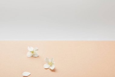 few white jasmine flowers on beige  clipart