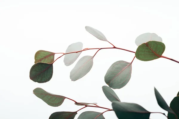 Close Green Eucalyptus Branches Isolated White — Stock Photo, Image