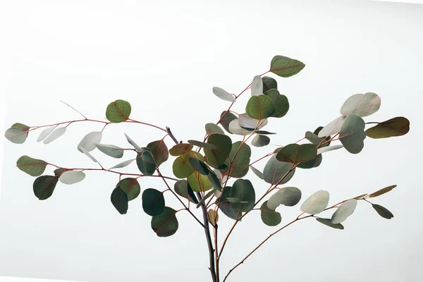 Branches Eucalyptus Vert Décoratives Isolées Sur Blanc — Photo