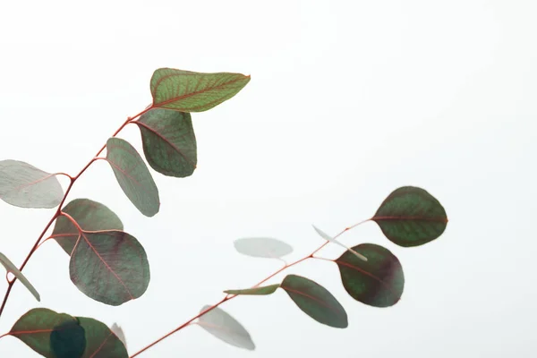 close up of green eucalyptus branches isolated on white