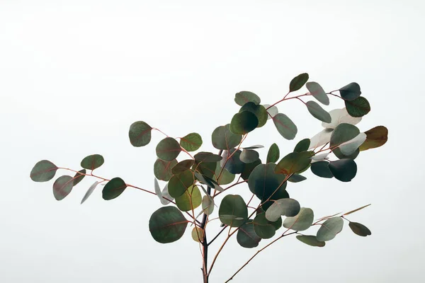 Nahaufnahme Einer Grünen Eukalyptuspflanze Isoliert Auf Weiß — Stockfoto