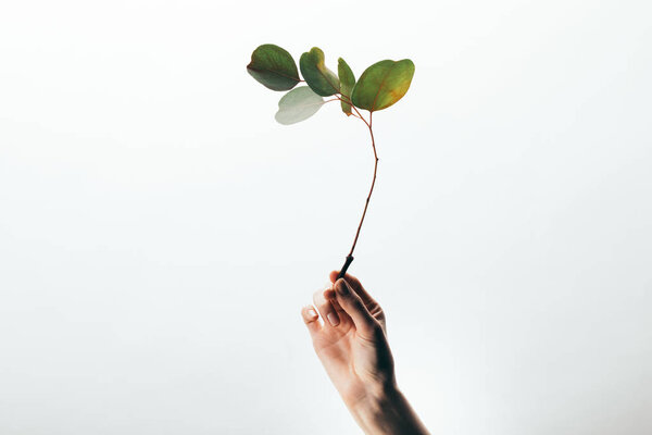 частичный взгляд женщины с эвкалиптовой ветвью, изолированной на белом
