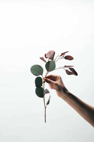 Vista Cultivada Mulher Segurando Ramo Eucalipto Com Folhas Isoladas Branco — Fotografia de Stock