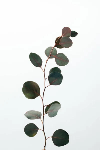 Zelená Dekorativní Větev Eukalytus Izolovaná Bílém — Stock fotografie