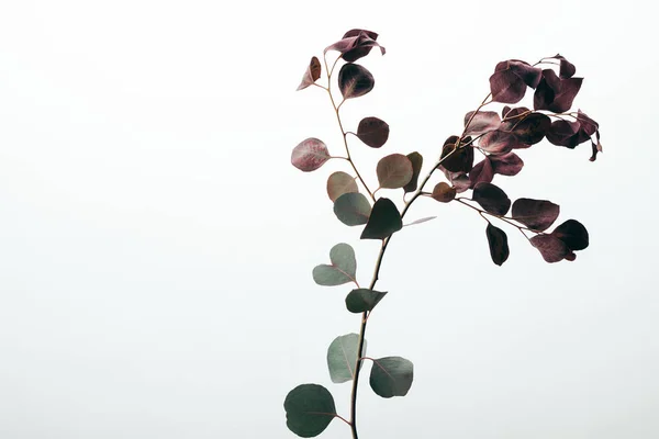 Közelről Zöld Eukaliptusz Növény Izolált Fehér — Stock Fotó