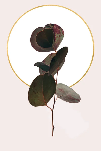 Florales Geometrisches Design Mit Eukalyptus Und Goldenem Kreis Isoliert Auf — Stockfoto