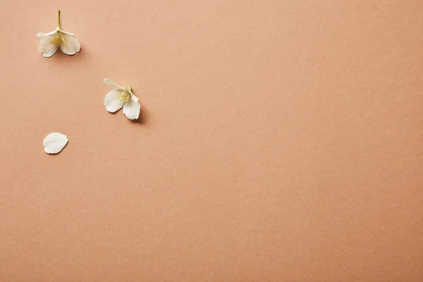 Few Small Jasmine Flowers Brown — Stock Photo, Image