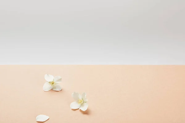 Few White Jasmine Flowers Beige — Stock Photo, Image