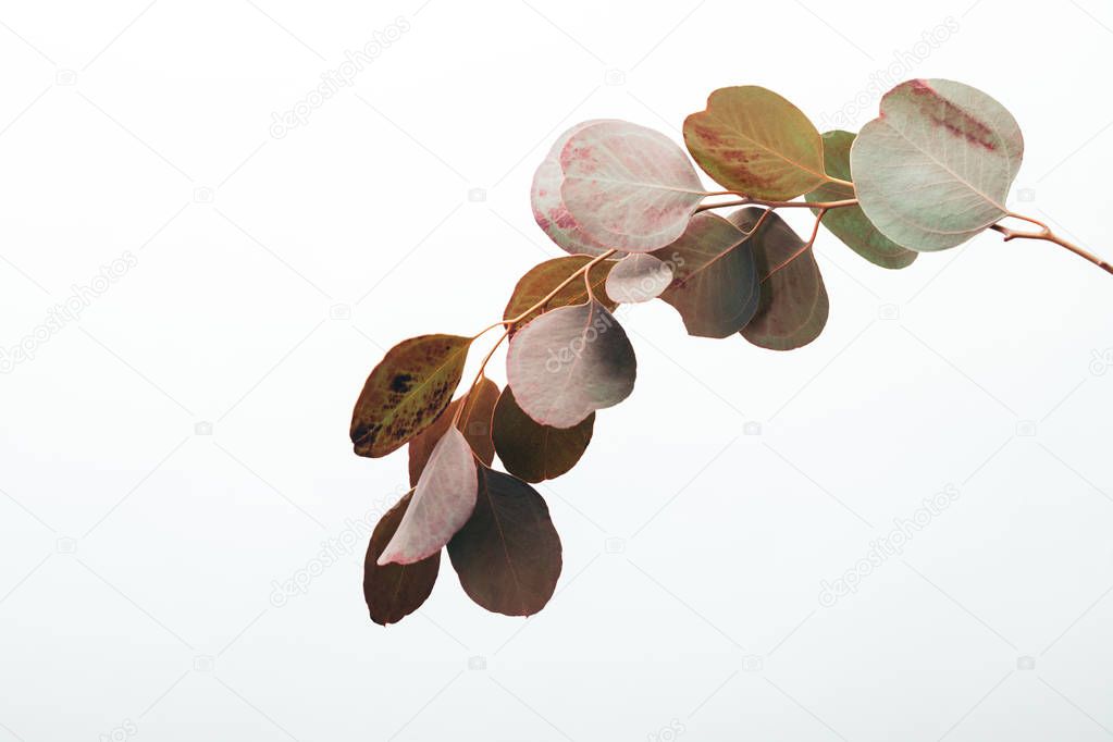 close up of eucalyptus branch with leaves isolated on white