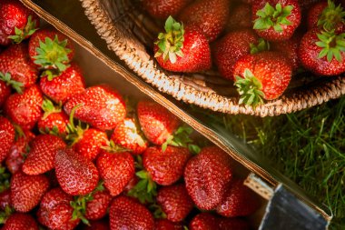 top view of raw strawberries in wooden box and wicker basket on grass  clipart