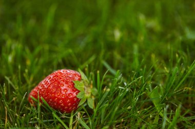 selective focus of fresh strawberry on green grass with copy space clipart