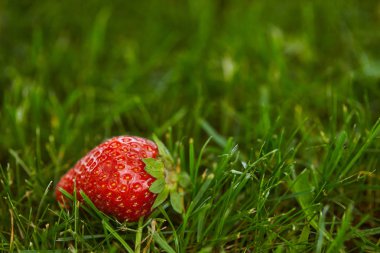 selective focus of fresh strawberry on green grass with copy space clipart