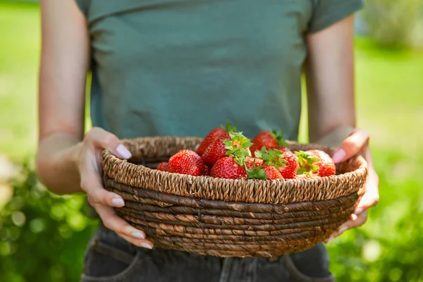 Cropped View Woman Holding Bowl Basket Tasty Strawberries — Stock Photo, Image