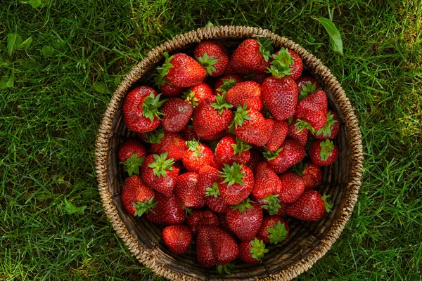 绿草上柳条篮中红草莓的顶视图 — 图库照片