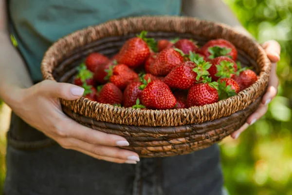 Cropped View Woman Holding Wicker Bowl Red Strawberries — Stock Photo, Image