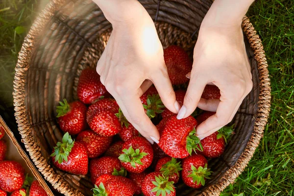 Vista Recortada Mujer Tomando Fresas Frescas Cesta Mimbre — Foto de Stock