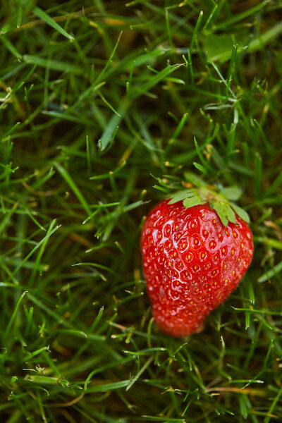 закрыть свежую красную клубнику на зеленой траве
 