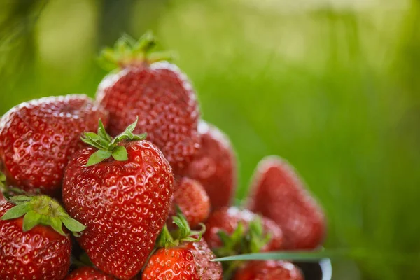 有机红草莓在绿草上的选择性焦点 — 图库照片