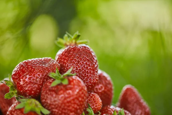 新鲜有机草莓在绿草上的选择性重点 — 图库照片