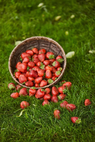 Delicious Red Strawberries Wicker Basket Green Grass — Stock Photo, Image