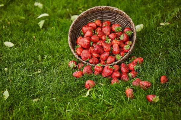 Delicious Sweet Strawberries Wicker Basket Green Grass — Stock Photo, Image