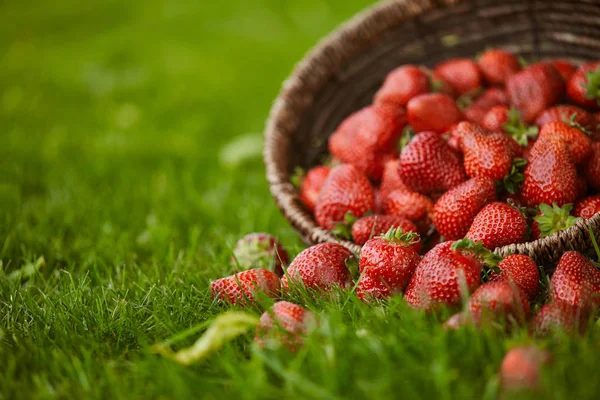 在绿草上的柳条篮子中选择性地聚焦草莓 — 图库照片