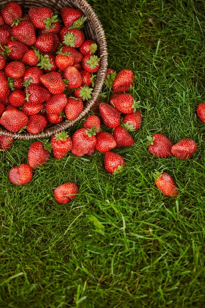 在绿草上的柳条篮中甜红草莓的顶视图 — 图库照片