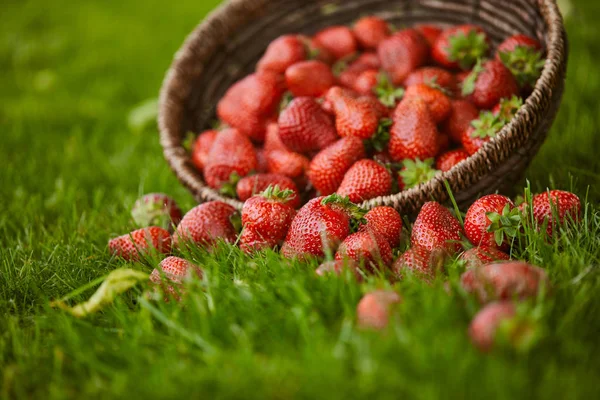 Concentrarea Selectivă Căpșunilor Dulci Proaspete Coșul Răchită Iarbă Verde — Fotografie, imagine de stoc