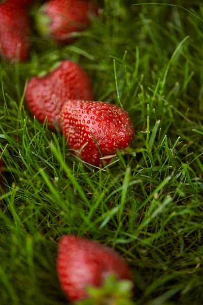 緑の草の上に新鮮な赤いイチゴのクローズアップ — ストック写真