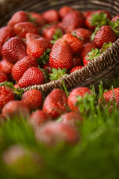 Fuoco Selettivo Fragole Rosse Cesto Vimini Erba Verde — Foto Stock