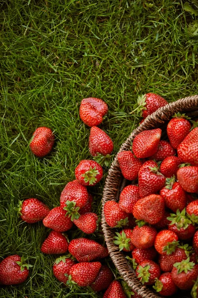 Vista Superior Fresas Rojas Canasta Mimbre Sobre Hierba Verde — Foto de Stock