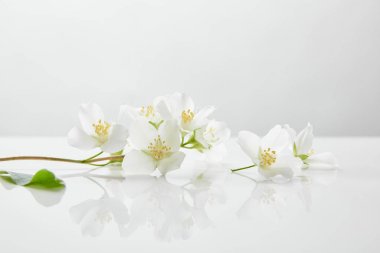beyaz yüzeyde taze ve doğal yasemin çiçekleri