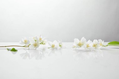 beyaz yüzeyde taze ve doğal yasemin çiçekleri