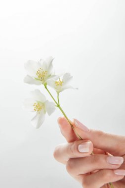 cropped view of woman holding jasmine flowers in hand clipart