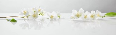 beyaz yüzeyde yasemin çiçek panoramik çekim