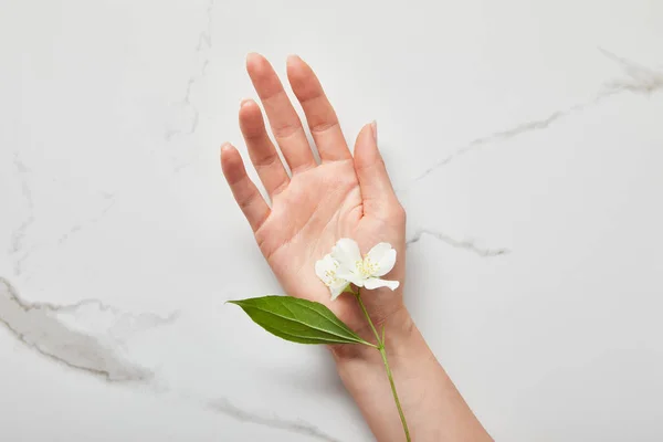 Bijgesneden Beeld Van Vrouw Hand Met Jasmijn Wit Oppervlak — Stockfoto
