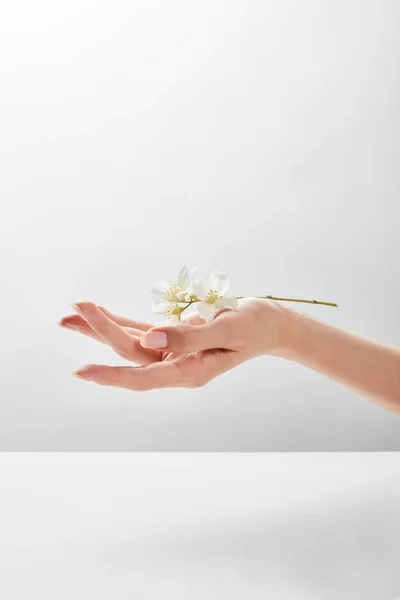 Vista Recortada Mujer Sosteniendo Jazmín Mano — Foto de Stock