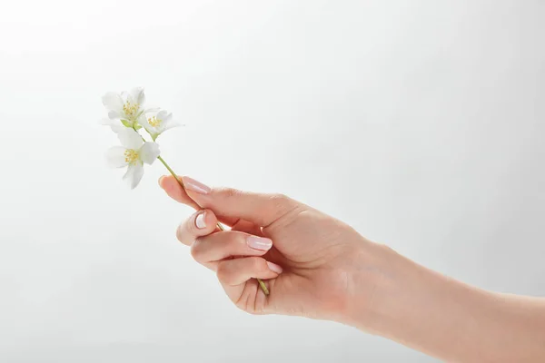 Cropped View Woman Holding Jasmine Hand — Stock Photo, Image