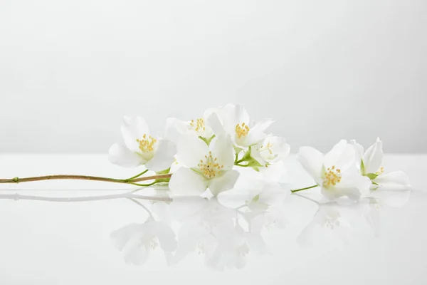 Fresh Natural Jasmine Flowers White Surface — Stock Photo, Image