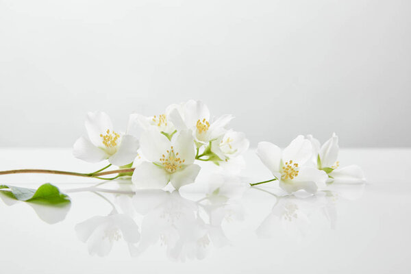 fresh and natural jasmine flowers on white surface